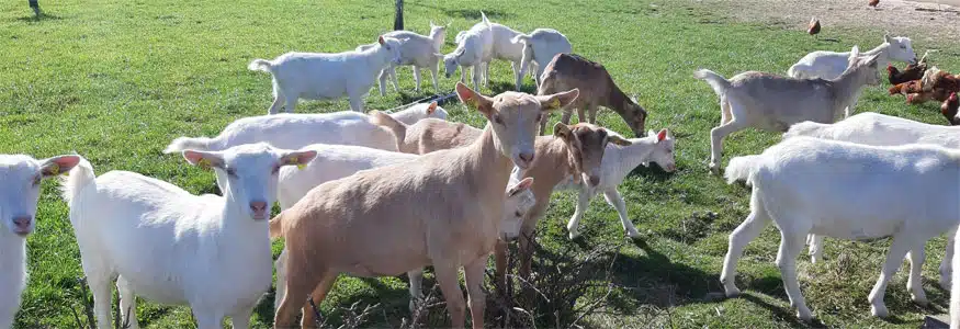 La Ferme des Colombos