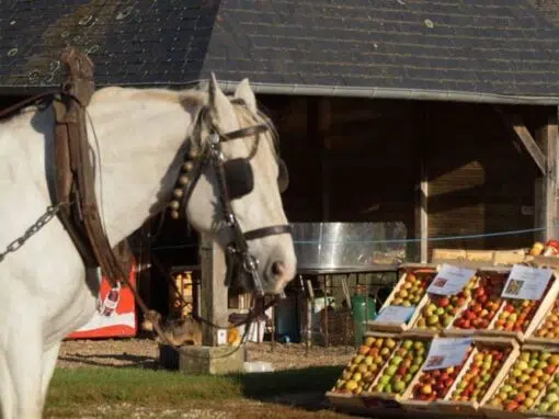 Marché aux Pommes et Produits Fermiers